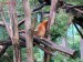 panda-cervena-5
